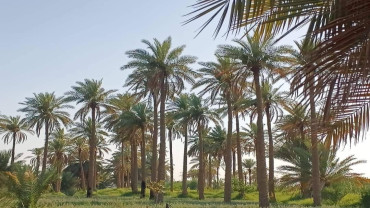 صورة المقالة