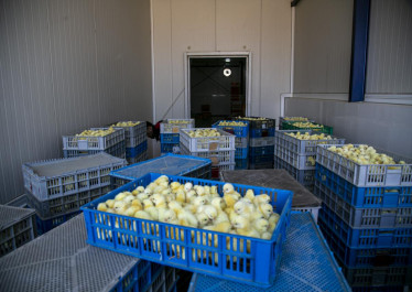 صورة المقالة